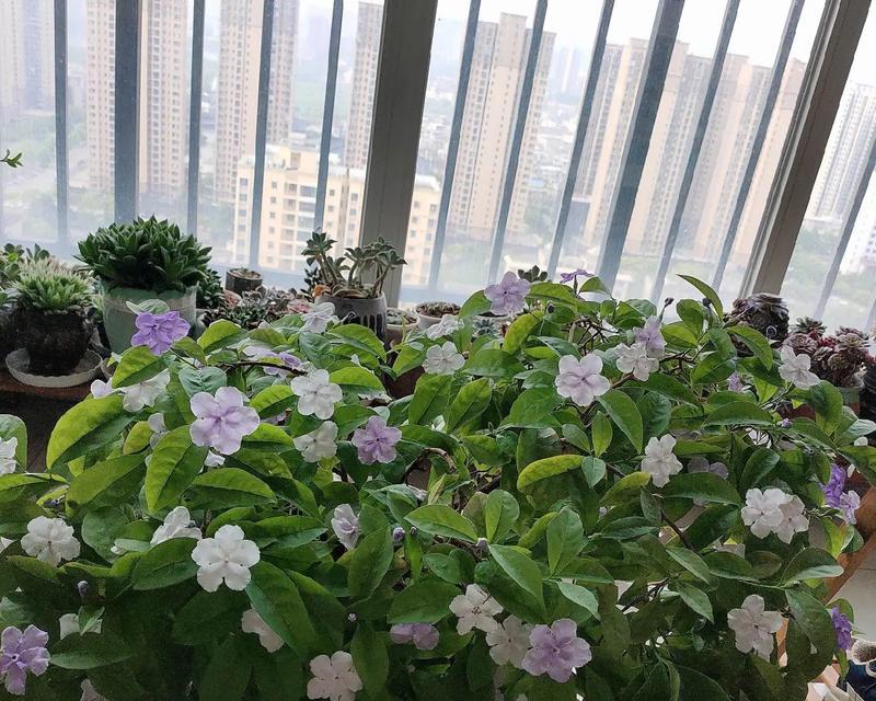 手掌花室内养护指南（打造室内绿意盎然的热带风情）