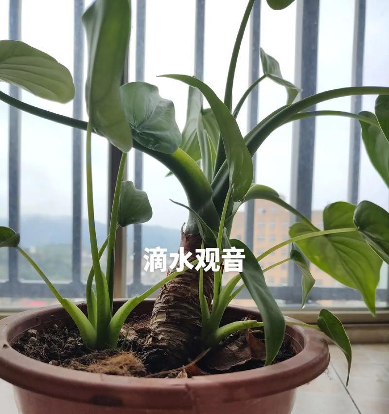 植物滴水观音的养护技巧（打造绿意盎然的家居园林）