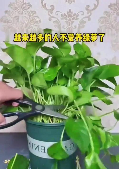 络石养殖全指南（从选材到管理，打造高效养殖）
