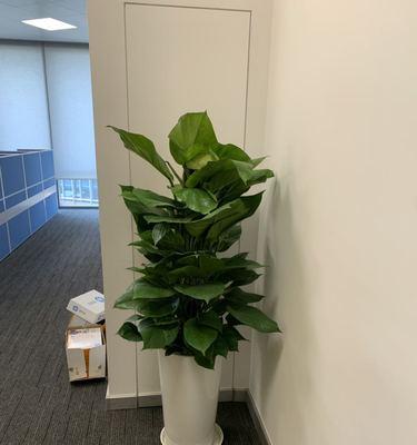 绿宝树浇水全攻略（如何科学合理地给绿宝树浇水）