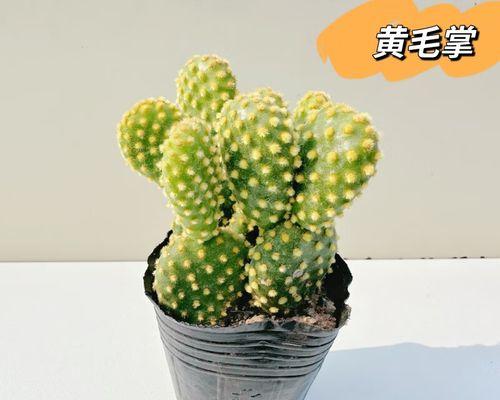 黄毛花的特点与养殖技巧（探索黄毛花之美，助你打造花园的亮点）
