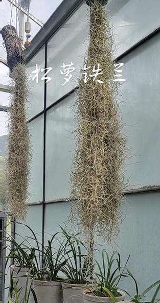 探秘松萝凤梨（一种香甜多汁、营养丰富的水果）