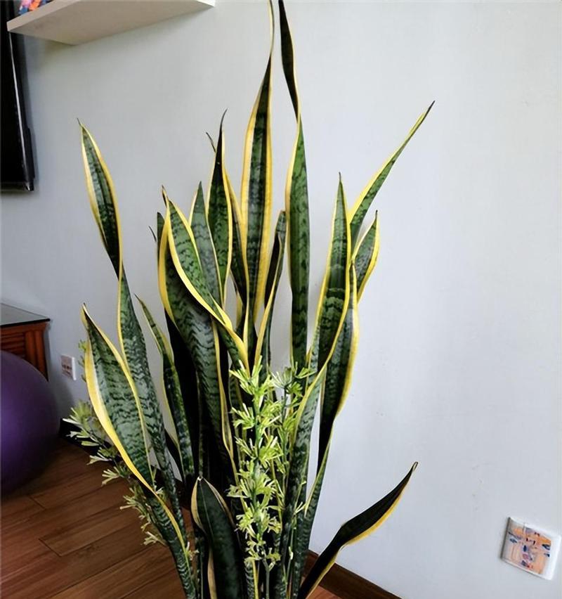 如何正确浇水虎皮兰，让其健康茁壮生长（了解虎皮兰浇水需求，培养绿色植物的关键）