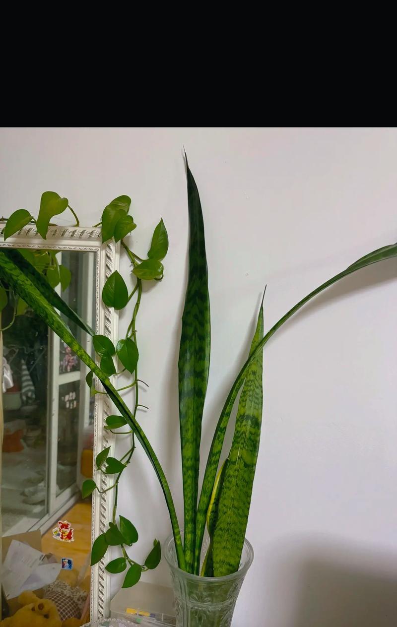 以虎皮兰换土分株的技巧与方法（掌握换土分株要点，轻松繁衍虎皮兰）