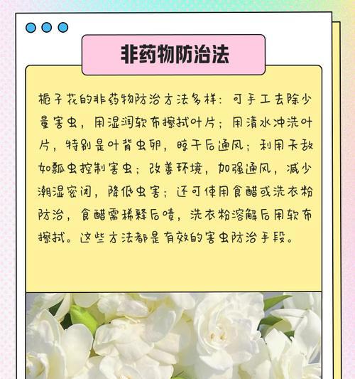 栀子花的养殖技巧及注意事项（打造优美的栀子花花园——从开花后开始）