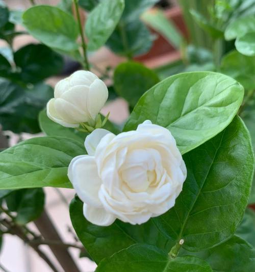 冬季绽放的美丽——虎头茉莉（四季常青，冬天依旧花香满溢）