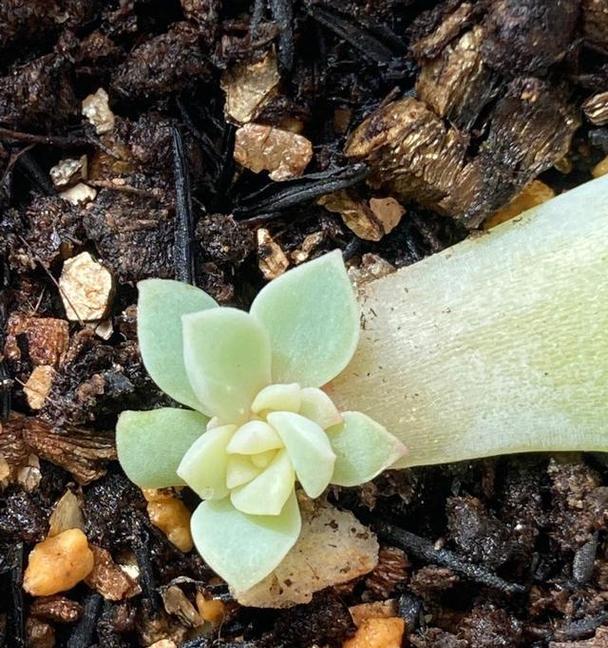 以叶插长出根的种植方法与技巧（从叶插到生根，让植物繁衍生息的关键）