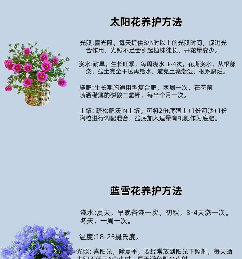 太阳花的养殖方法和注意事项（掌握这些技巧，让你的太阳花更加茂盛）