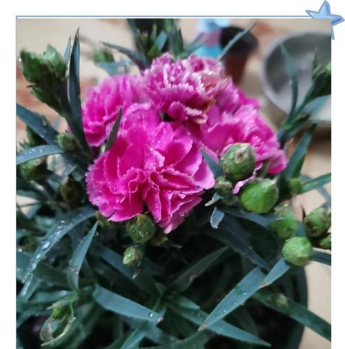 以康艿馨花的养殖与繁殖技巧（打造康艿馨花花园，学会养护与繁衍）
