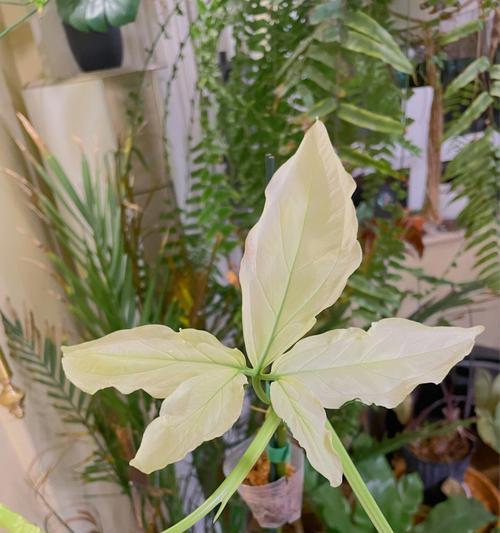 合果芋叶子发黄的原因及处理方法（合果芋叶子黄化的成因及维护技巧）