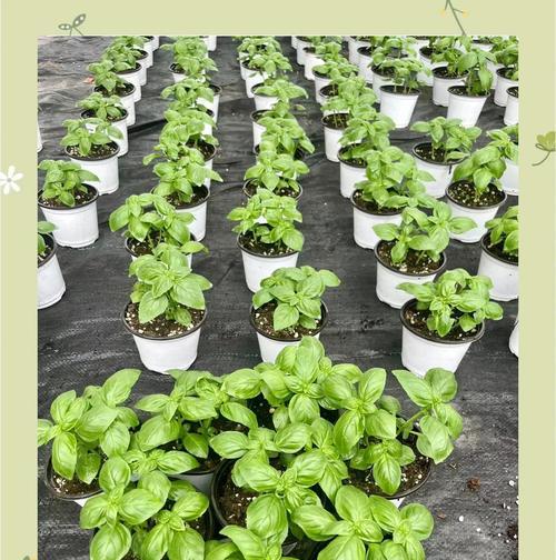 罗勒种子的种植指南（掌握罗勒种子的种植技巧，让您拥有丰收的果实）