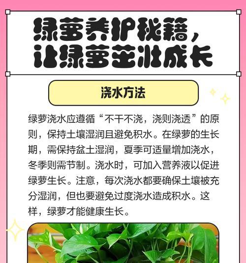 绿萝夏天养护全攻略（夏季养绿萝，这些要注意！）