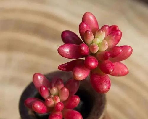 嘉宝果喜阳还是喜阴？一探究竟！（探讨嘉宝果生长的阳光需求和适应性）