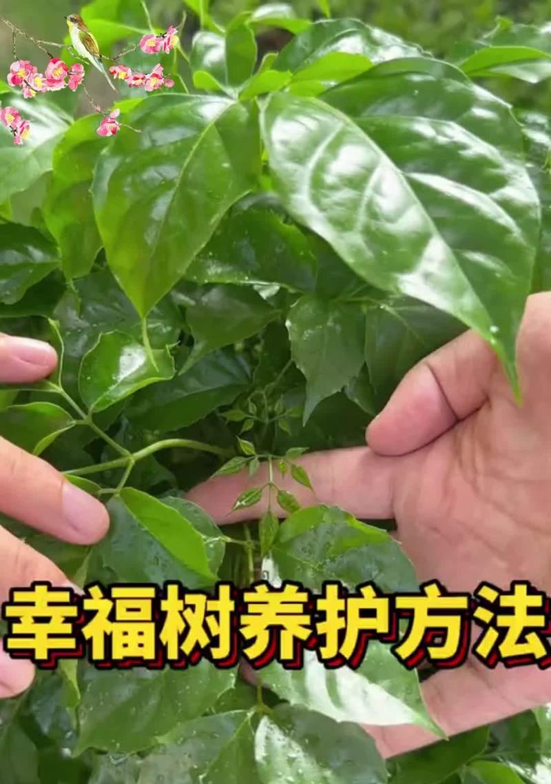 如何修剪幸福树的枝抹头？（掌握关键技巧，让幸福树焕发新生）