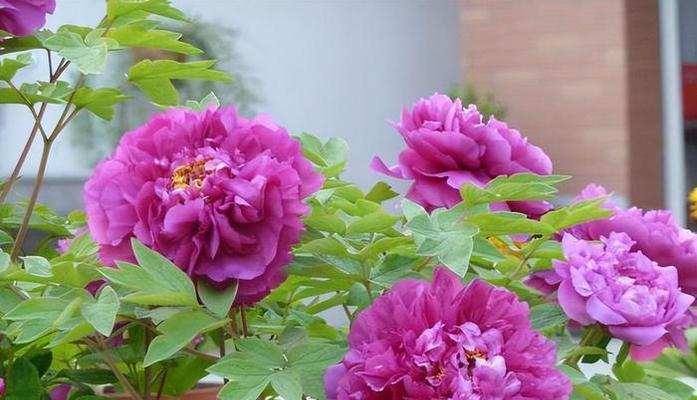 金弹子喜阴还是喜阳？（探究植物喜阳喜阴的特性及适宜生长环境）