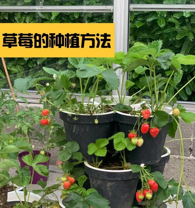 以盆栽草莓籽的种植技巧（培育健康的家庭草莓园，从种植盆栽草莓开始）