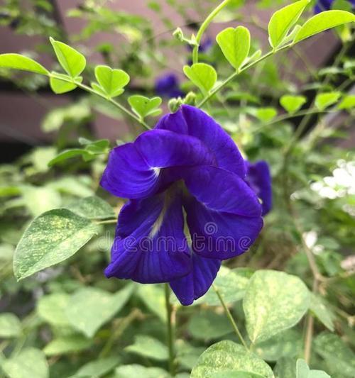 如何引导紫花己开花（掌握关键技巧，打造花园的亮点）