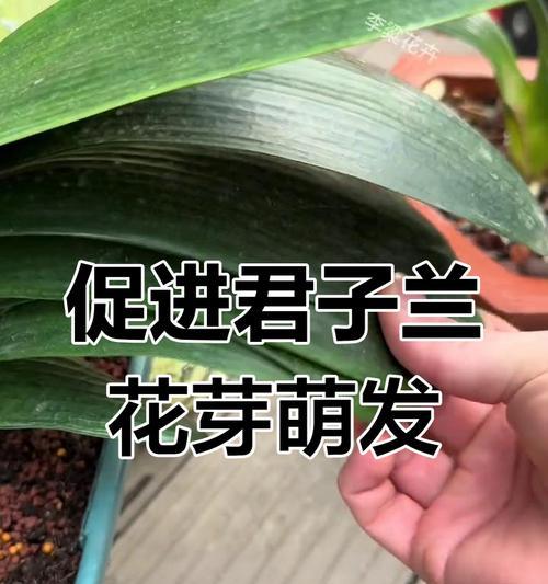 金子兰花后如何处理？（一步步指导，让您的金子兰焕发绚丽光彩）