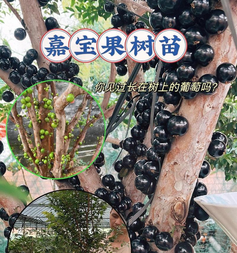 选择树葡萄种植最佳品种（一文解析树葡萄品种选择与种植技巧）