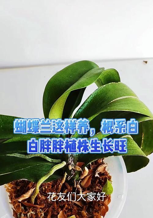 家养蝴蝶兰的养殖方法（让您轻松打造花园中的蝴蝶兰海洋）
