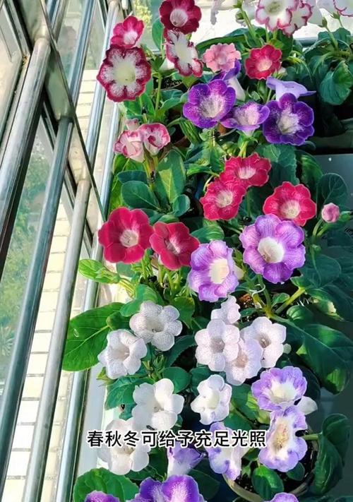 如何正确浇水给大岩桐花？
