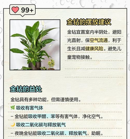 金钻的繁殖方法与注意事项（掌握繁殖时间，成功繁殖金钻鱼）