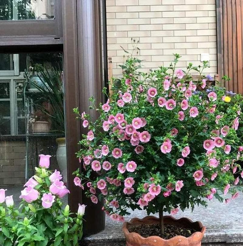 灌木是草本还是木本植物？（解读灌木植物的分类与特点）