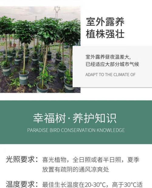 以大幸福树盆栽养为主题的养殖指南（打造幸福满满的盆栽养殖之道）