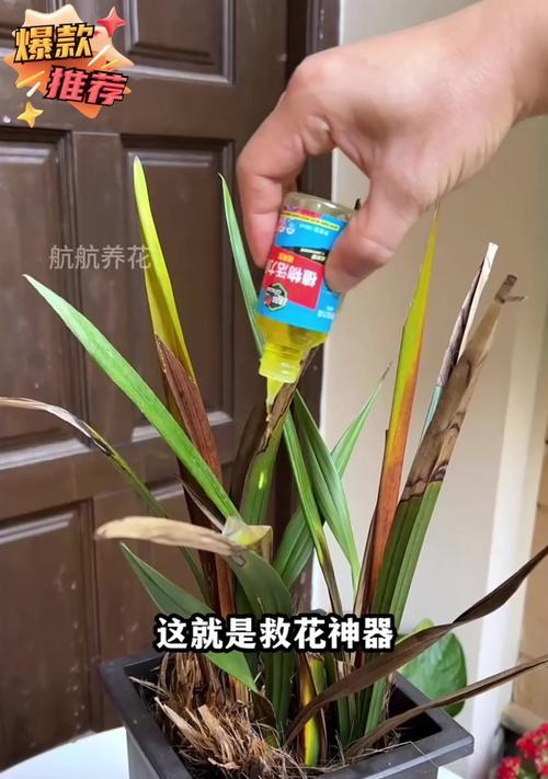 如何改善家里盆栽植物的长势？（针对盆栽植物长势不好的问题，提供有效的解决办法）
