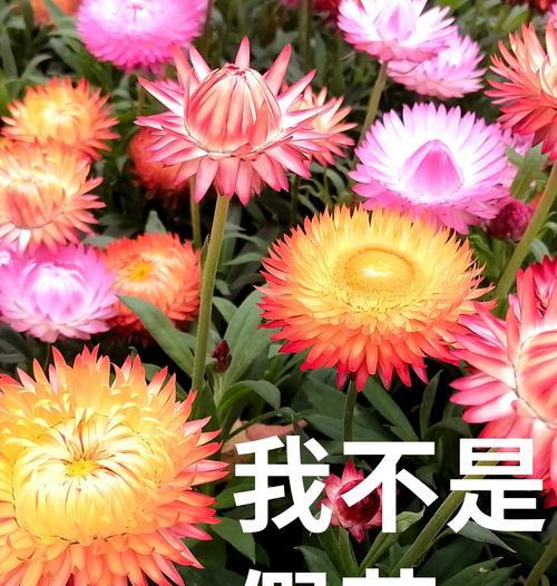 蜡菊——一种美丽的多年生植物（了解蜡菊的生长习性与应用价值）