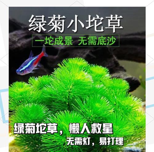 绿菊养护指南（从种植到管理，打造健康绿菊的秘诀）