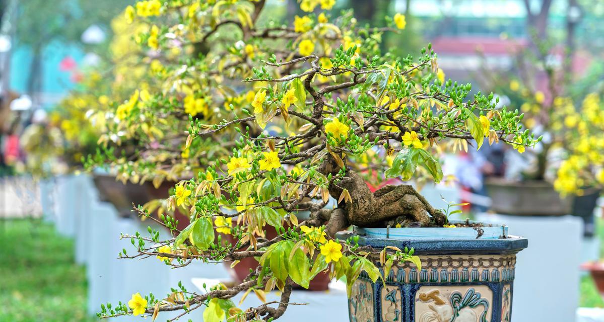 在楼房里如何养护迎春花？（关键技巧与注意事项，让您的迎春花在楼房里绽放生机）