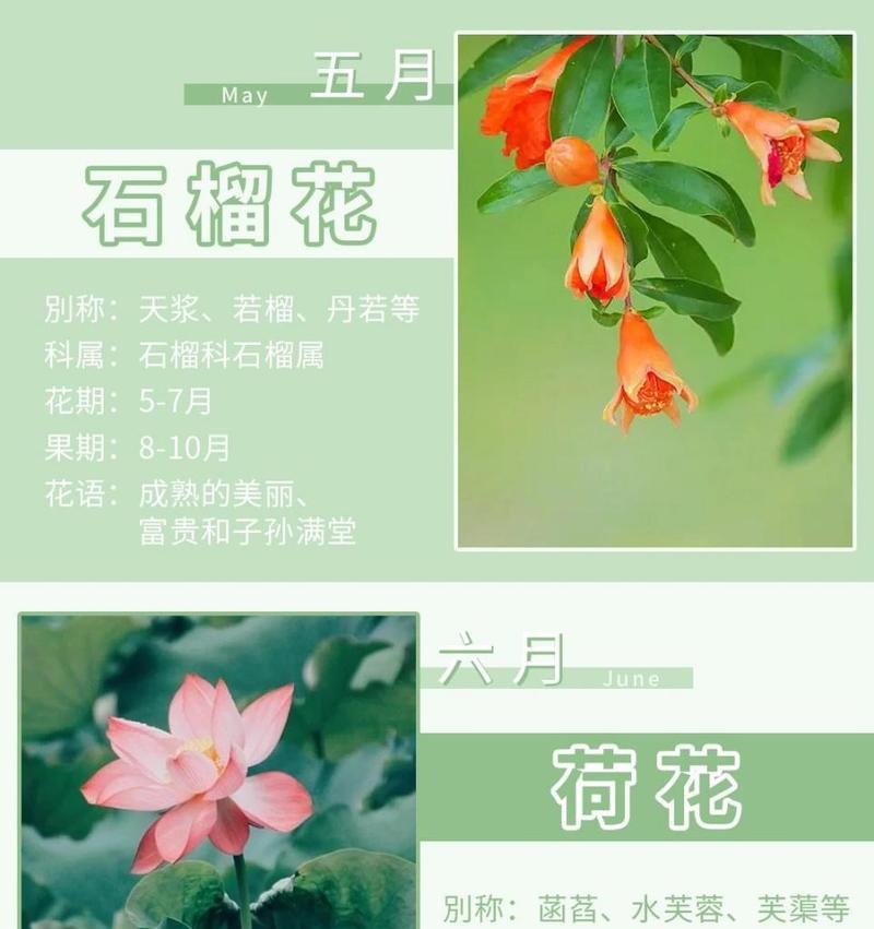 梅花的花语与文化意义（探寻梅花所蕴含的生命力与美学价值）