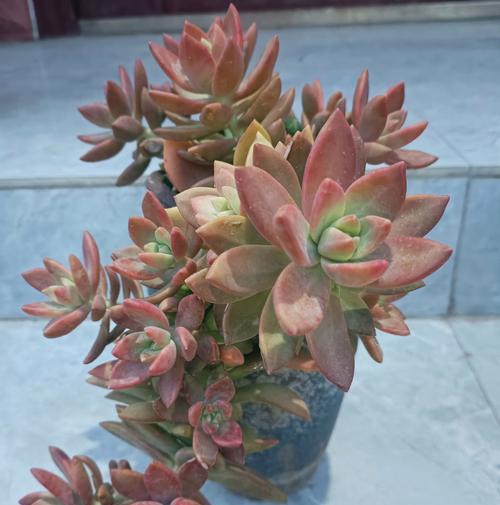 探究肉肉叶片的发芽方法（培育多肉植物，从叶片开始）