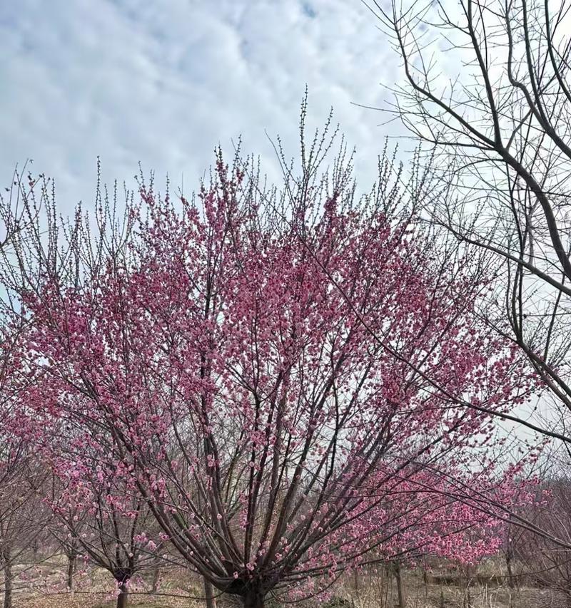 松红梅花期全解析（探寻松红梅花的神秘之美）