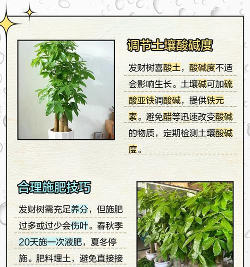 发财树黄叶长新叶，成长与衰败交织的奇妙现象（探究发财树黄叶长新叶的原因及其象征意义）