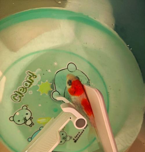 如何收获金鱼草种子（了解金鱼草的生长周期与收获时机，轻松收获丰富的种子资源）