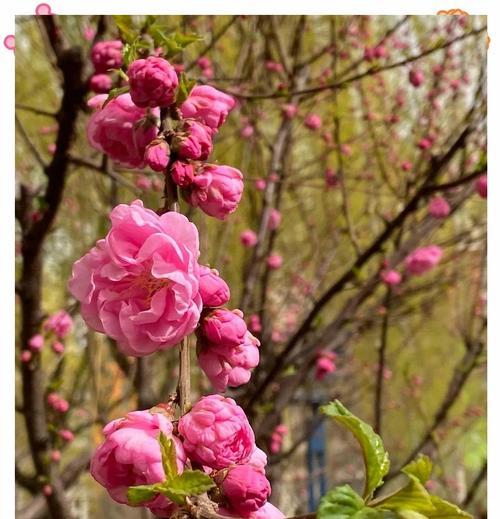 以榆叶梅为主题的秋冬季节管理指南（打造美丽花园的秘诀，）
