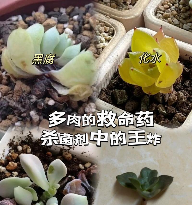 花卉黑腐烂根的消毒方法（保护花卉健康生长的关键措施）