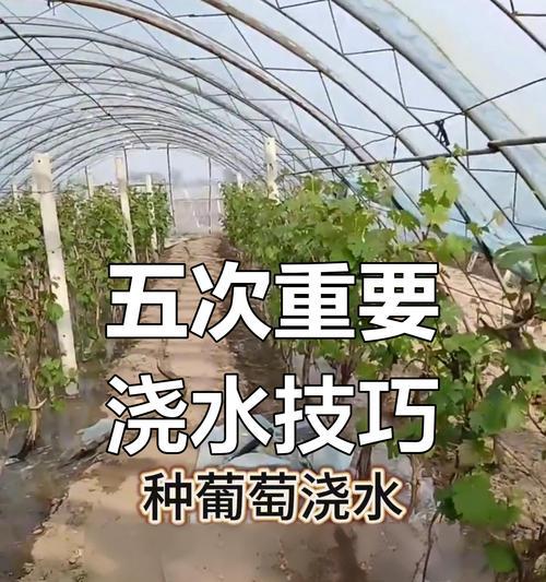 葡萄的最佳栽种季节是什么时候？（掌握栽种时间，让葡萄长势更旺！）