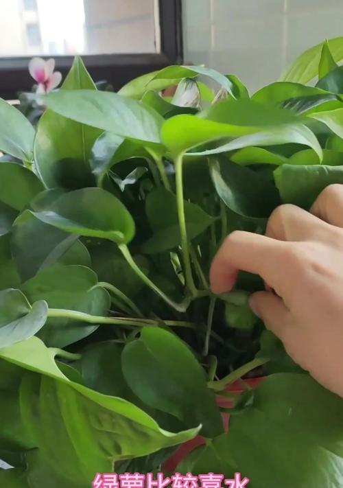 绿萝的上盆和养护（掌握正确上盆时间与方法，打造健康绿萝）