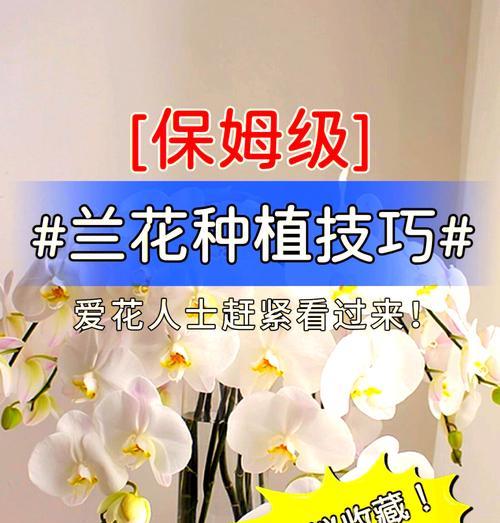 夏天兰花养护指南（打造美丽夏日花园的关键技巧）