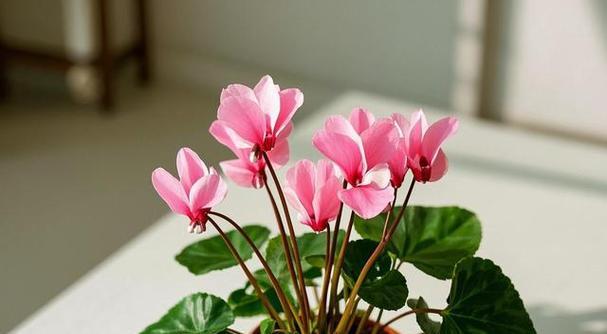 仙鹤花的养殖之道（探秘仙鹤花养护的关键技巧，让您轻松打造花园的瑰宝）