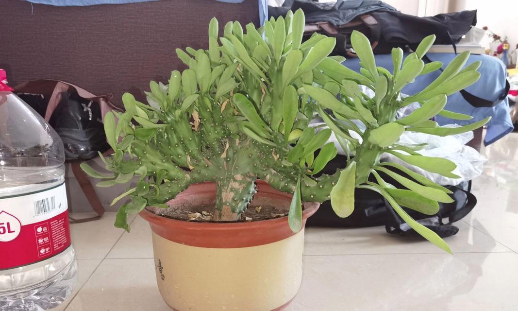 玉麒麟植物（探秘玉麒麟植物的生长环境、形态与用途）