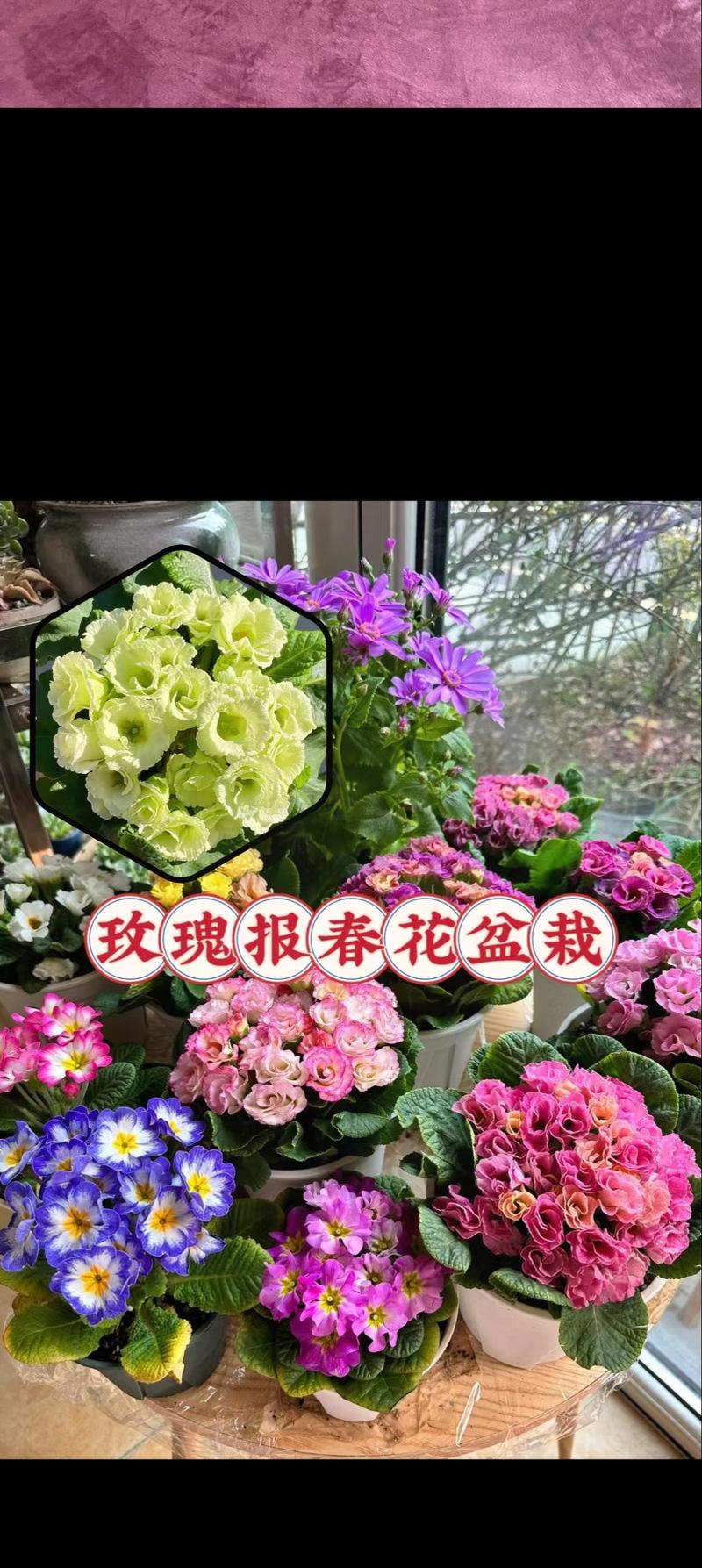 夏季如何养护报春花？（报春花养护攻略，让花期更长久）