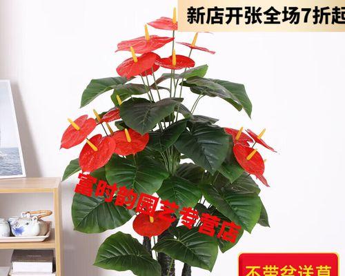 红掌适合地栽种植吗？（探讨红掌在地栽种植中的优缺点和注意事项）