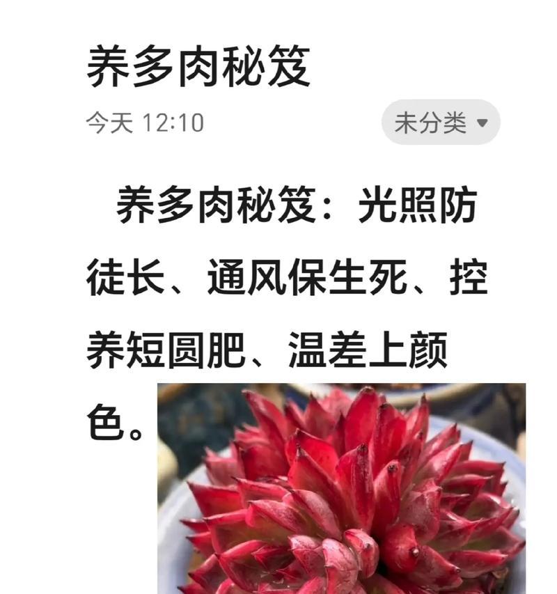 如何正确养护肉肉植物过冬？（冬季养护注意事项，保证肉肉植物生长健康）