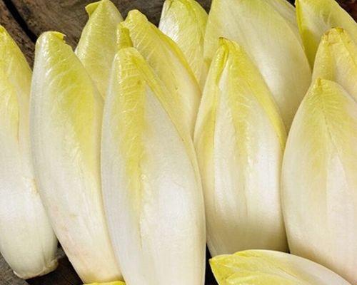 金玉兰的种植与养护技巧（打造花园的明珠——金玉兰）