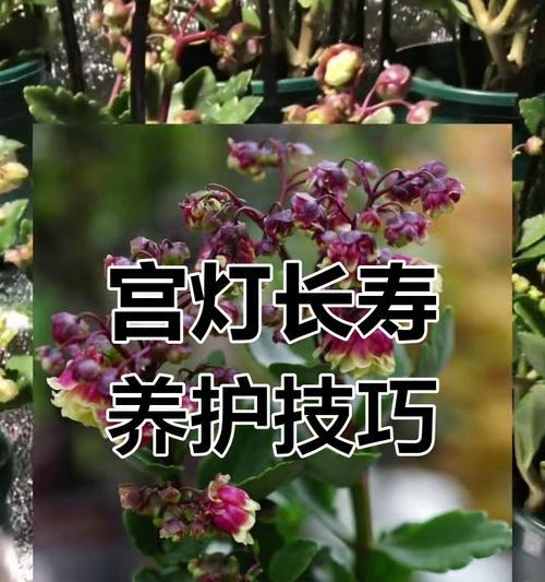 宫灯长寿花不长的原因及解决方法（寻找宫灯长寿花不长的关键，解析它们的需求与养护技巧）