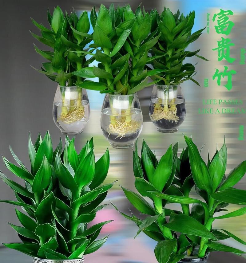 观音竹适合放在室内的场所（打造自然清新的室内环境）